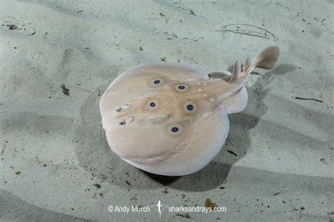 torpedo looking fish|Common Torpedo (Torpedo torpedo) · iNaturalist.